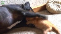 Dogs Meeting Kittens for the First Time - Compilation 2014