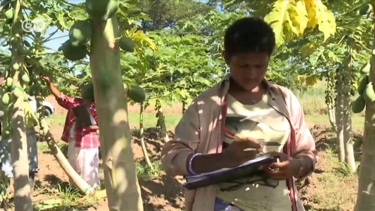 Fiyi: más ganancias gracias a la fruta ecológica | Global 3000