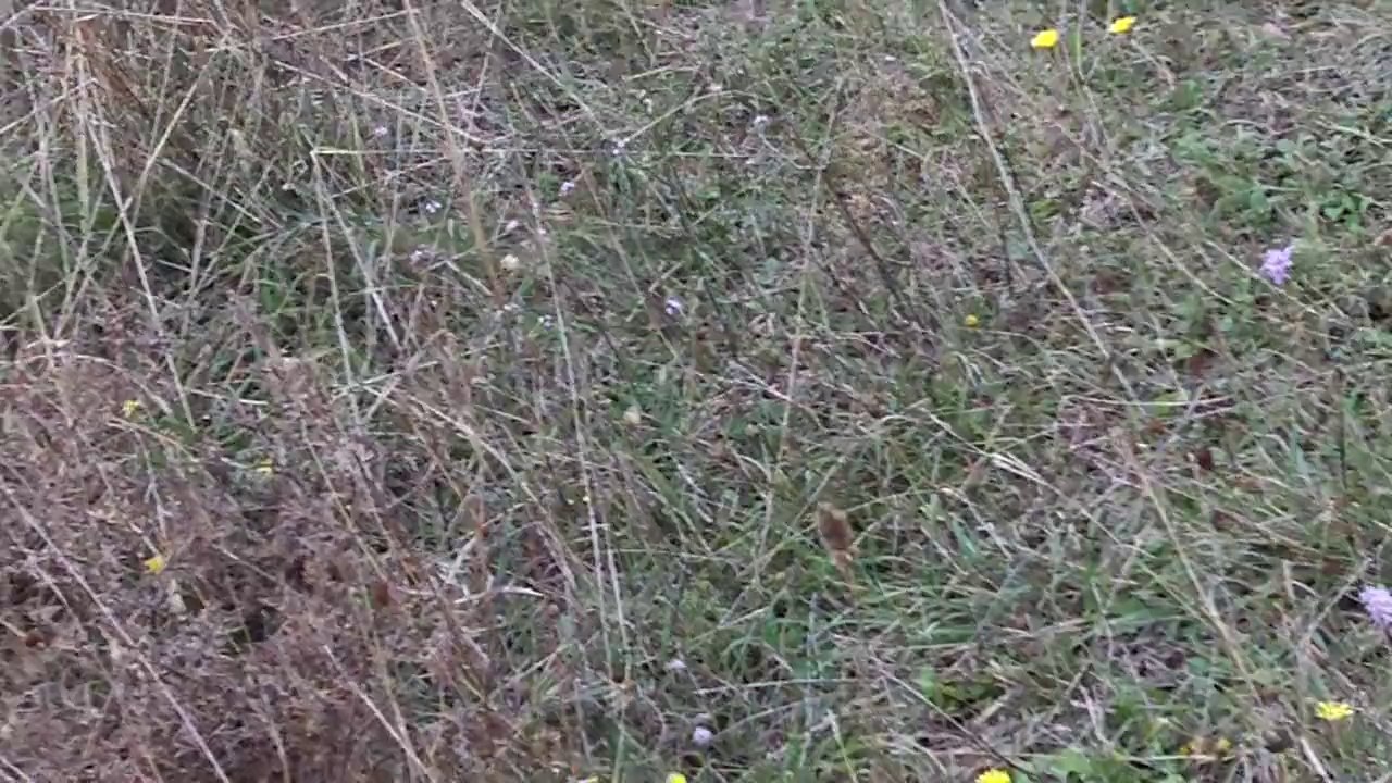 lizden güzelbir  bıldırcın ferma