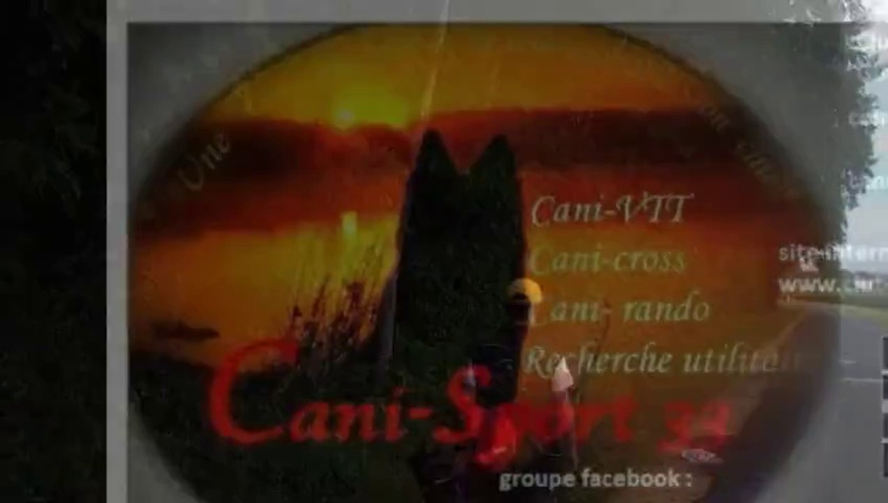 malinois en recherche utilitaire