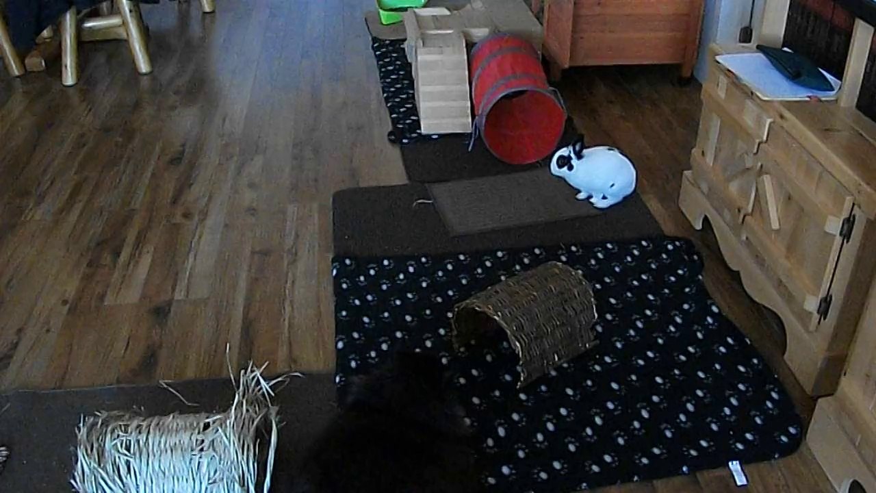 Pinou et Bella (10-10-14)