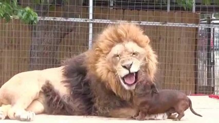 Aslan ve Köpeğin Dostluğu