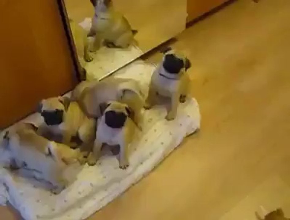 Un homme dit bonjour à ses chiots carlin