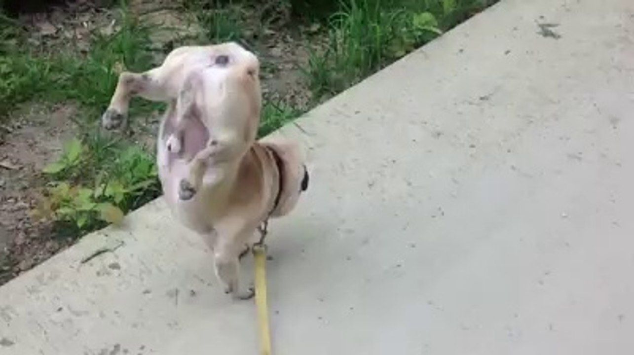 Um cão artista