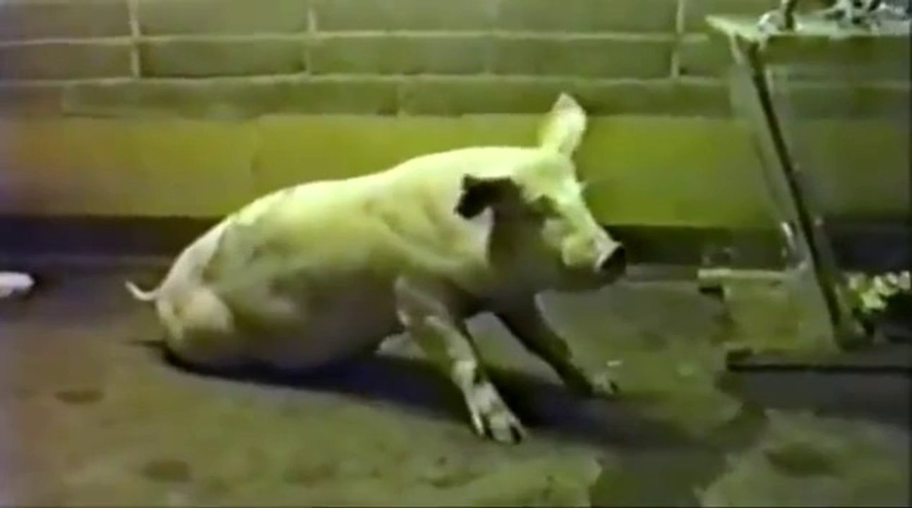 How to Kill a Pig Slowly & Painlessly 2014