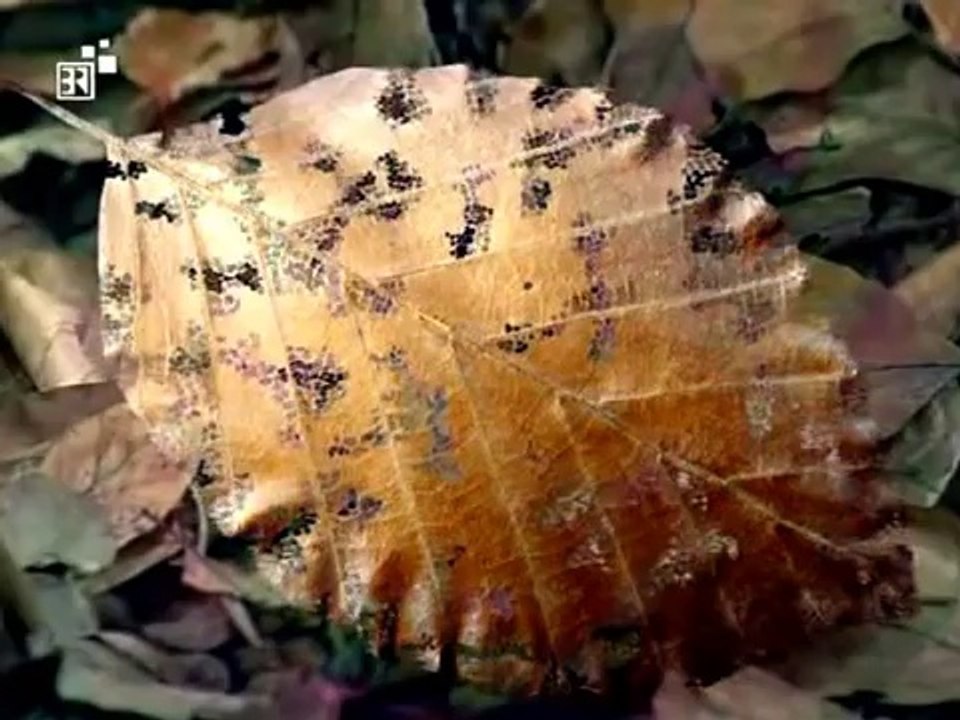 Biologie - 01. Ökologie