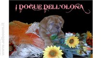 VARESE, VEDANO OLONA   DOGUE DE BORDEAUX E BULLDOG