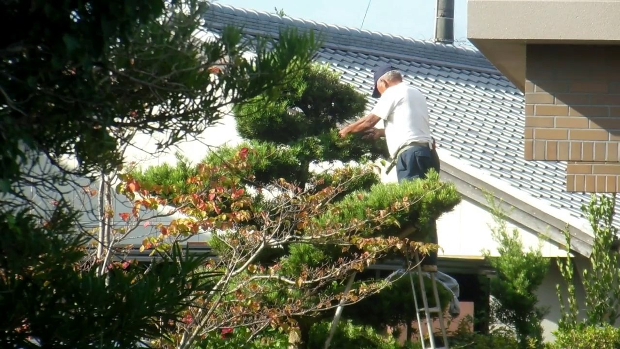 Tree Art in Japan!