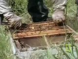 ölümcül afrika arıları