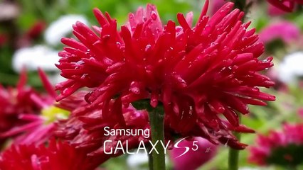 iPhone 6 vs Samsung Galaxy S5