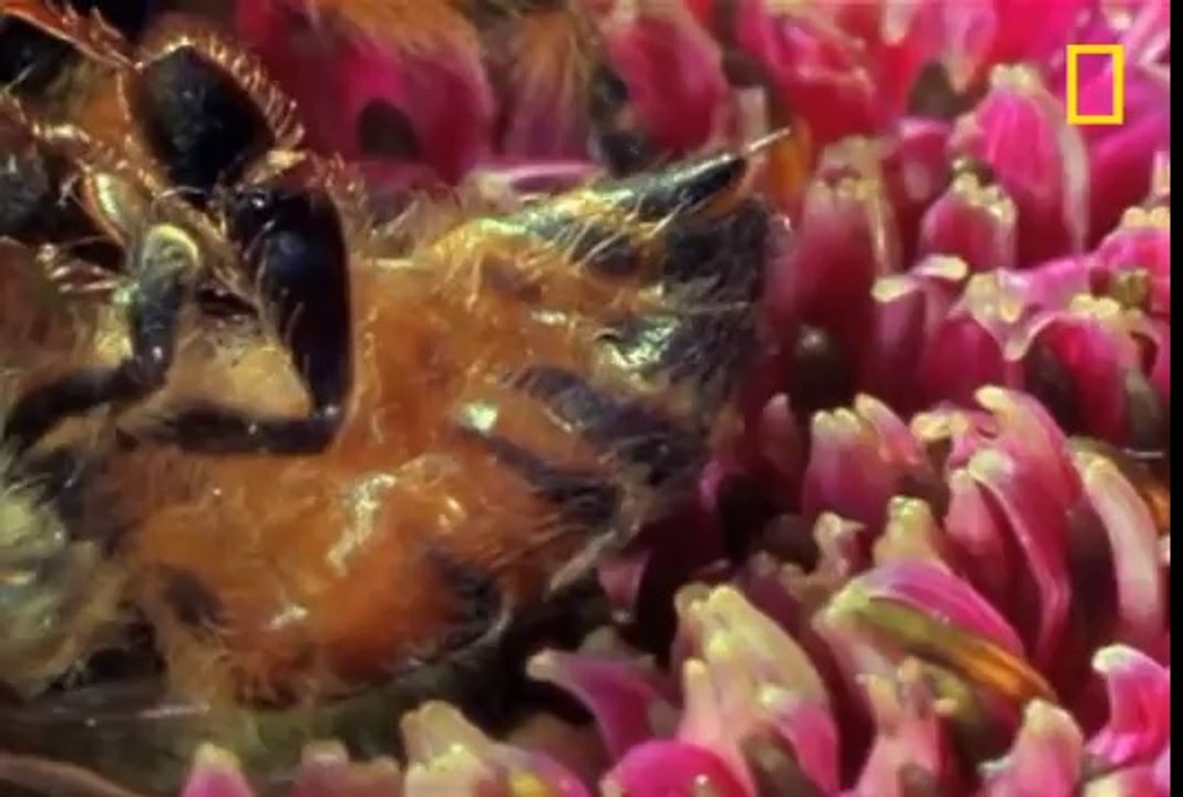 Abeille VS Araignée sauteuse
