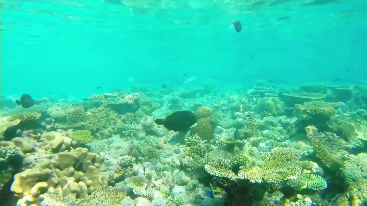 Malediven Final Cut 2014