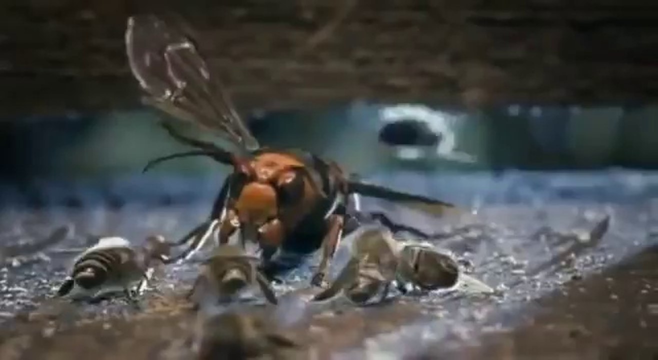 Kovana giren eşek arısını öldüren bal arıları