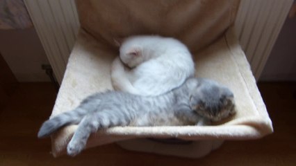 Que la vie est dure!