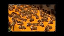 arıların kovan önünde havalandırma yapmasıl