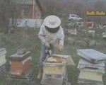 Ballı baba arı bakımı