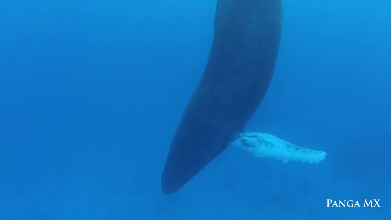 Baleine à bosse dort sous l'eau