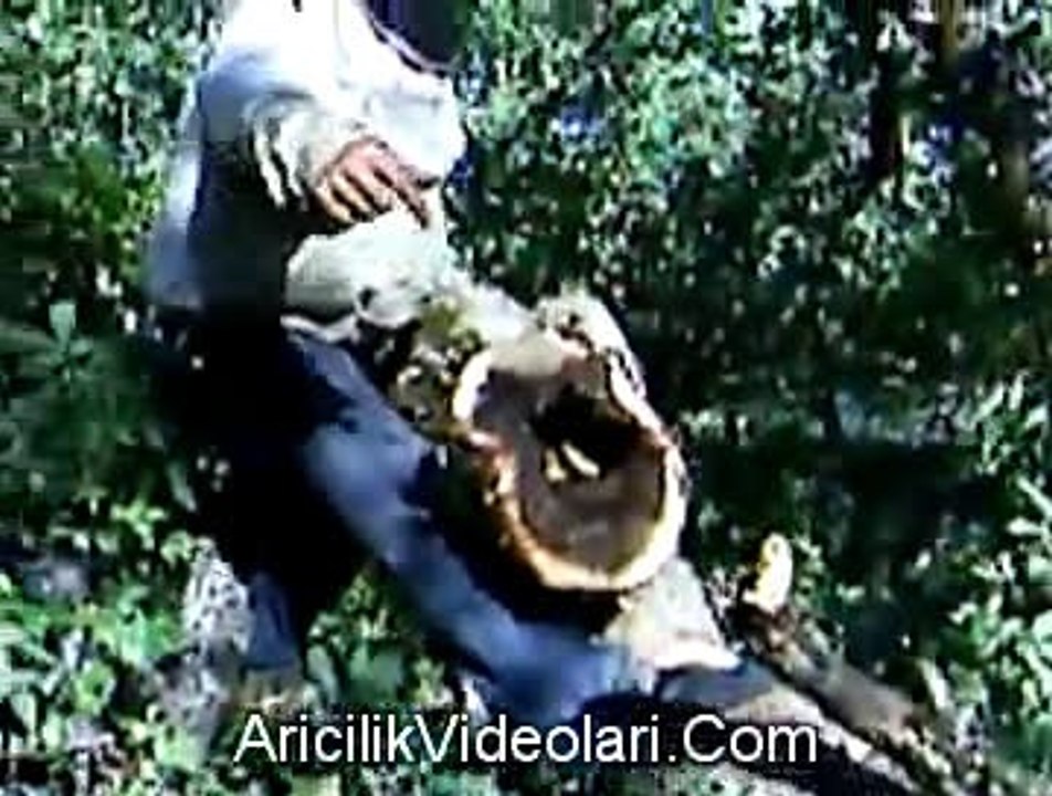 Dağda Bulunan Arı-1