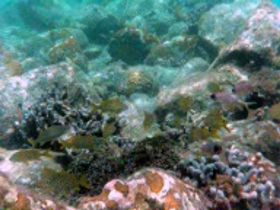 Poissons gwada