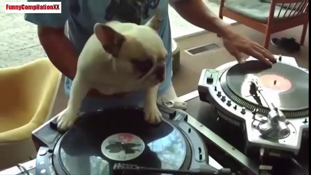 Funny Pugs Compilation 2015 Funny Pug Dogs Videos