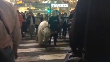 Insolite : elle promène son ours en pleine rue à Tokyo