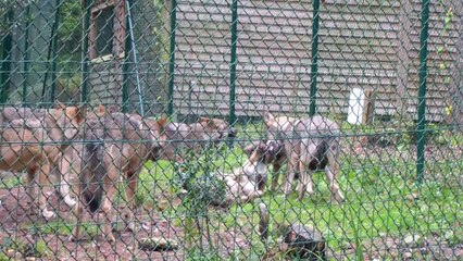 les loups au parc nocturia 11 10 2014