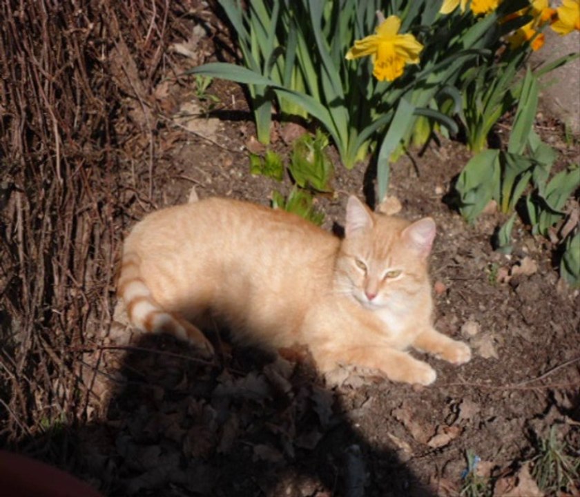 A adopter chez Nala  octobre 2014