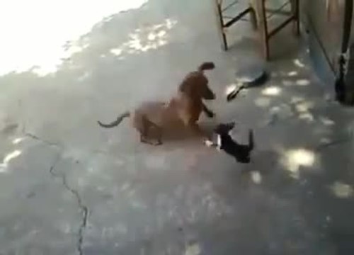 Une chatte protège son petit d'un chien