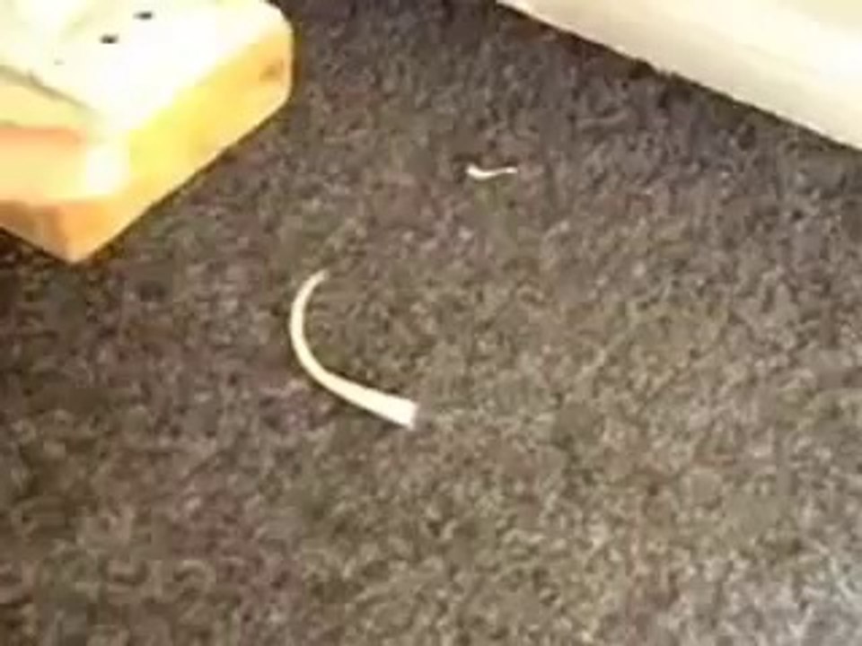 lizard tail