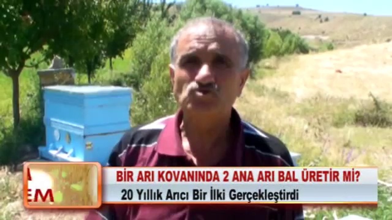 17- BİR ARI KOVANINDA 2 ANA ARI BAL ÜRETİR Mİ_