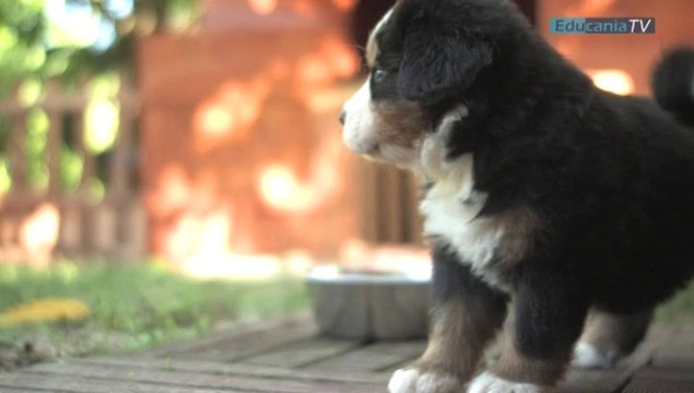 Fa' family / EDUCATEUR CANIN / VAR ET BOUCHES DU RHONE