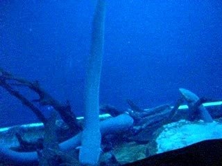 Anguilles electriques - Georgia Aquarium