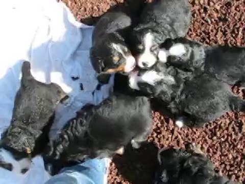 BB Harwen x Narvyk 4 semaines 062