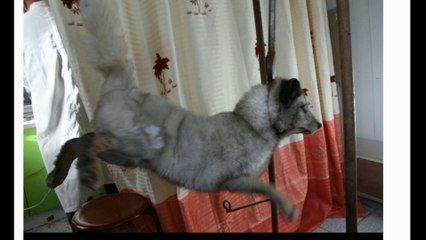 El terrible destino de los Perros Mapache en granjas de China