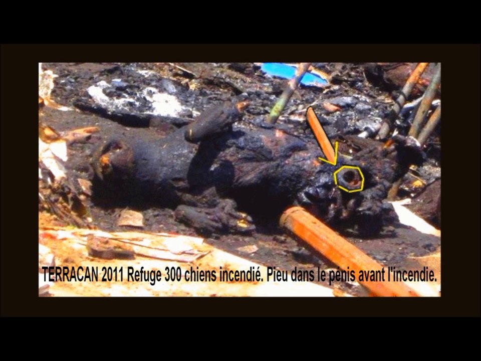 Espagne-une-minute-de-silence-trocadero-manif-Galgos-Ethique-Europe-Collectif-Europeen-Protection-Levriers