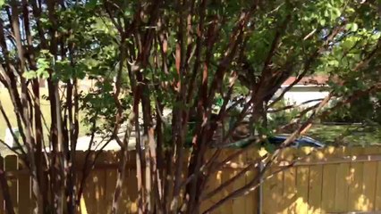 Jumping On The Trampoline