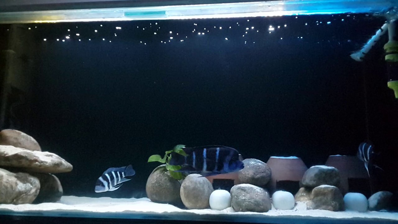 Frontosa Blue Zaire Moba