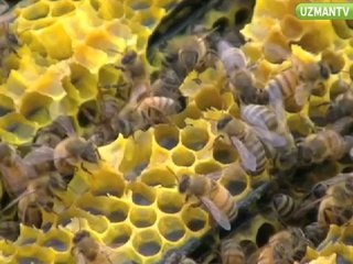 Çam balının özellikleri nelerdir