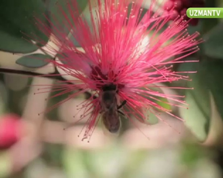 Organik bal hangi özelliklere sahip olmalı