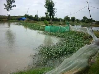 Ao nuôi cá lóc bông, thức ăn vi sinh - nghenong.com