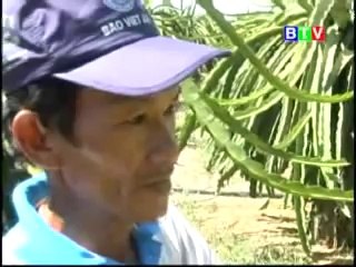 Bệnh thán thư gây hại thanh long, trồng cần tây, nuôi cá trê - nghenong.com