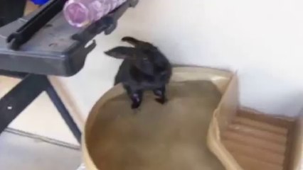 Bunny Falls out of Bath