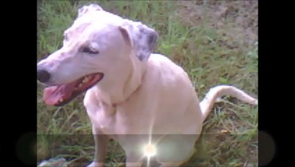 Ponky, todos los perros van al cielo