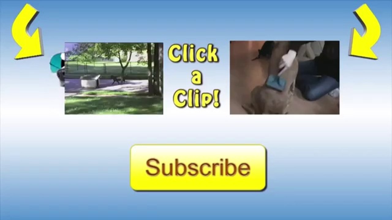 Pug Fail