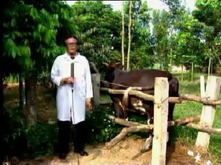 Chăm sóc và nuôi dưỡng bò sinh sản - nghenong.com