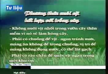 ChĂn nuÔi vỊt thẢ vƯỜn - nghenong.com