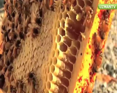 Bal alırken nelere dikkat edelim