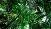 Samuel Phineas Upham Presents: Amazon Rainforest