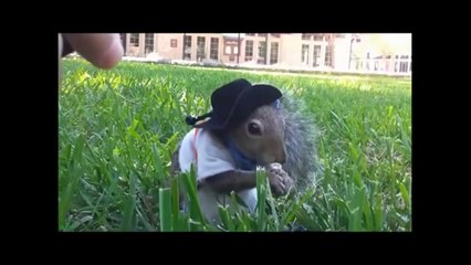 Compilation d'animaux marrants
