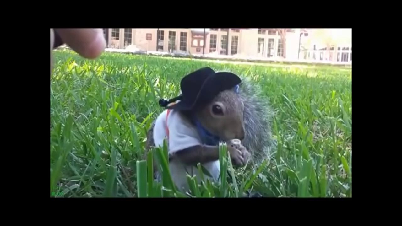Compilation d'animaux marrants